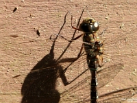 14797CrLeSh - Dragonfly sunning on the cottage.JPG